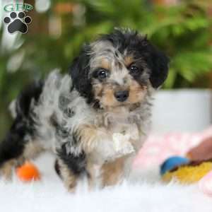 Jordan, Yorkie Poo Puppy